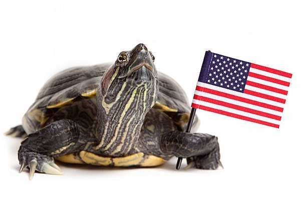 Happy Memorial Day from us at S.T.E.E.L. Straws! Remember to limit your use of plastics today! 
www.steelstraws.info

#ocean #oceanconservation #plasticfree #seaturtles #ecofriendly #savetheocean #metalstraw #plasticpollution #noplastic #reuse #reusa