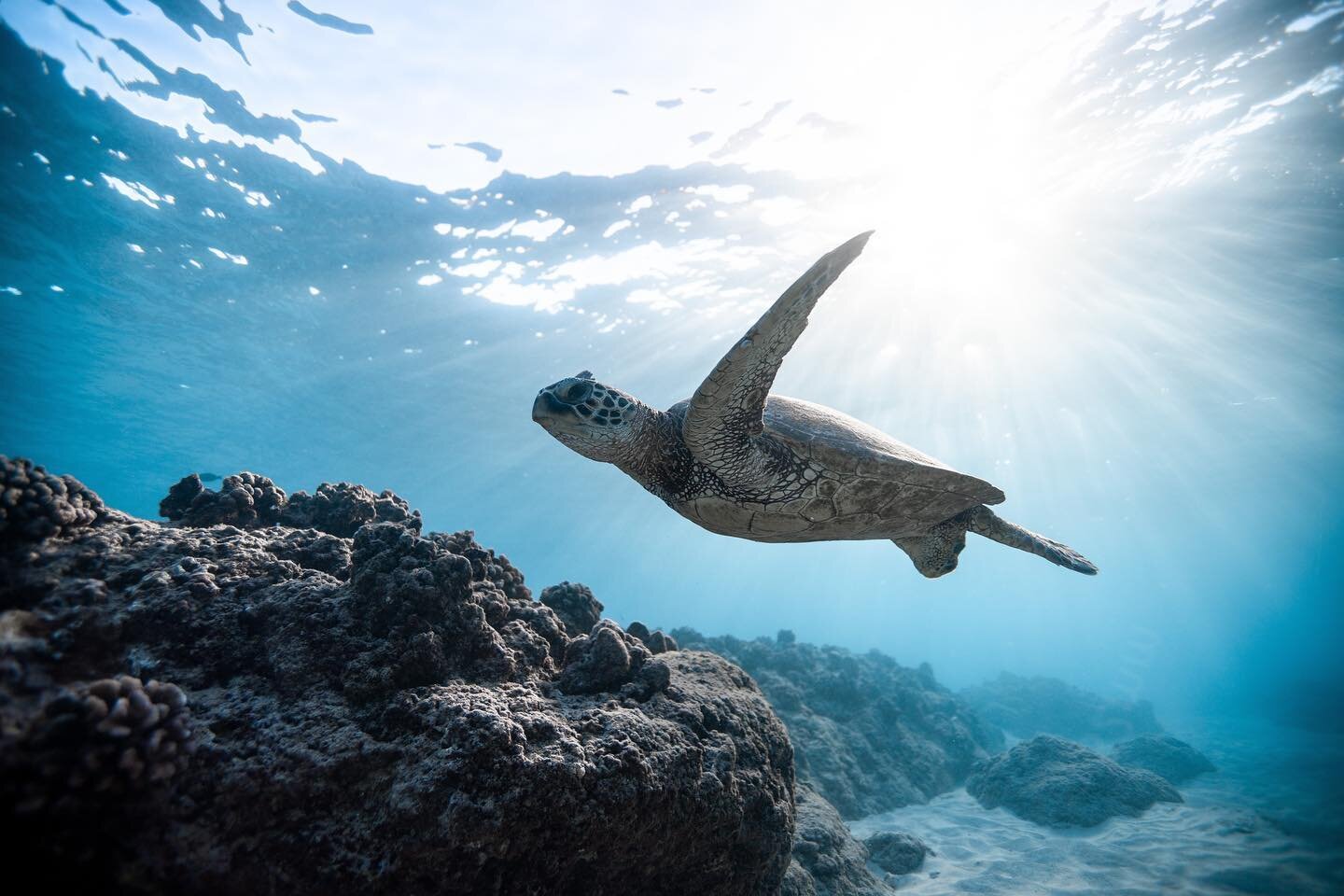 &ldquo;All species of Turtles are protected under the Endangered Species Act, which makes it illegal to harass, harm, pursue, hunt, shoot, wound, capture, or collect sea turtle eggs, hatchlings, adults or any body parts&rdquo; - N.E.S.T. 
Do your par