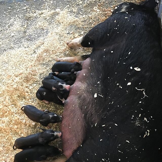 10 newborn piglets farrowed today. First time mother did great. 
#sugarhillfarmny #pineplainsny #hudsonvalley #pork
