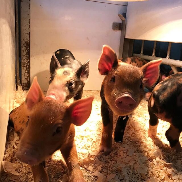 Berkshire/Duroc piglets. They are each so unique with their different colorations!
#sugarhillfarmny #hudsonvalley #pineplains