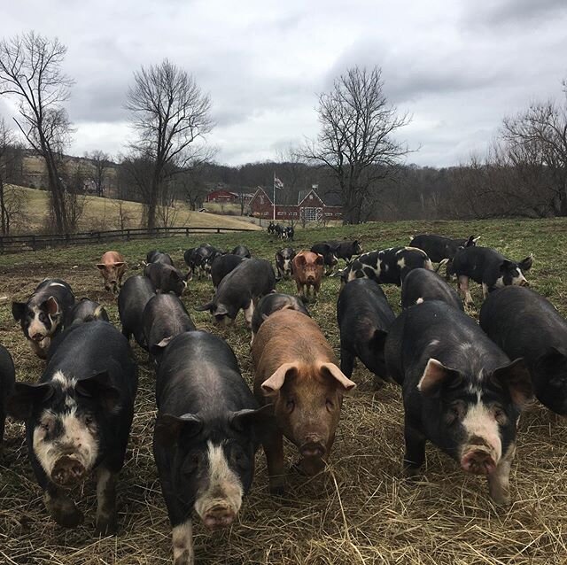 This friendly crew came running over to greet me this morning!
#sugarhillfarmny #hudsonvalley #pastureraised #pineplains