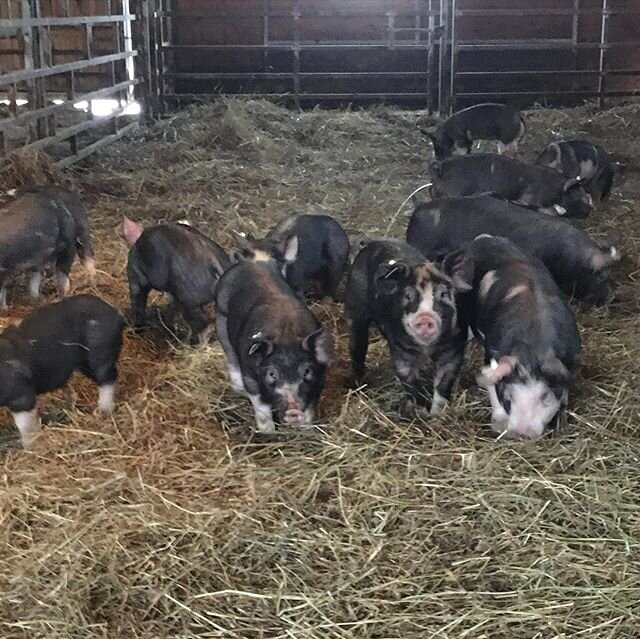 58 piglets weaned and ready for their new homes!
#sugarhillfarmny #pineplains #hudsonvalley #piglets