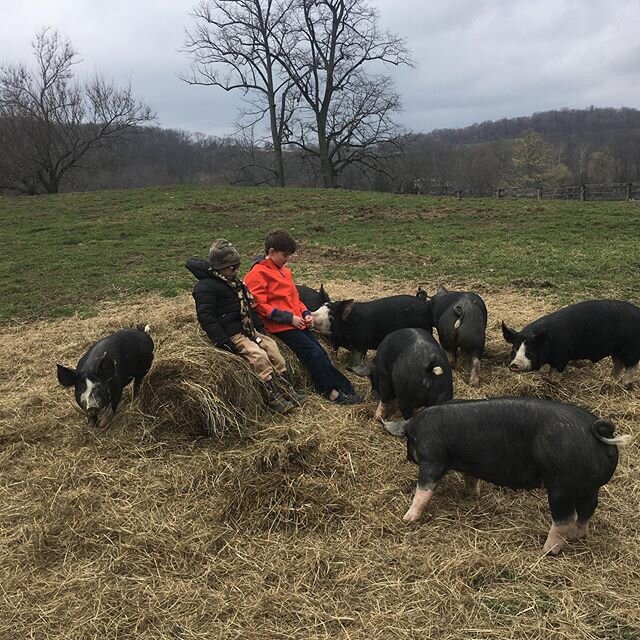 The boys love joining me in the pasture to spend time with the pigs. 
#sugarhillfarmny