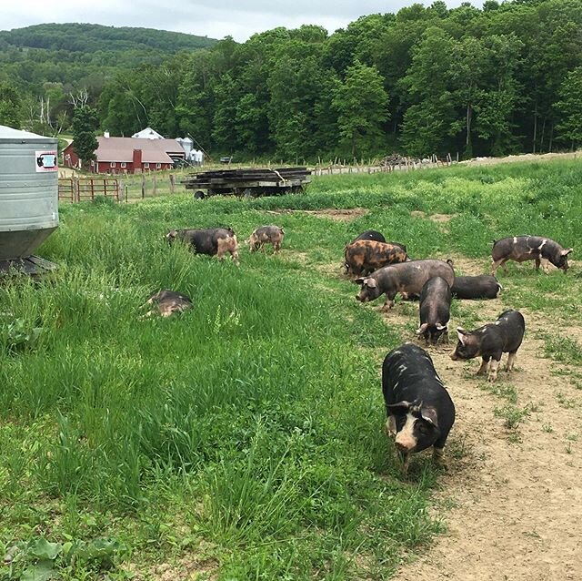 Young pigs enjoying new green pasture land!
#pastureraisedpork #sugarhillfarmny #pineplains