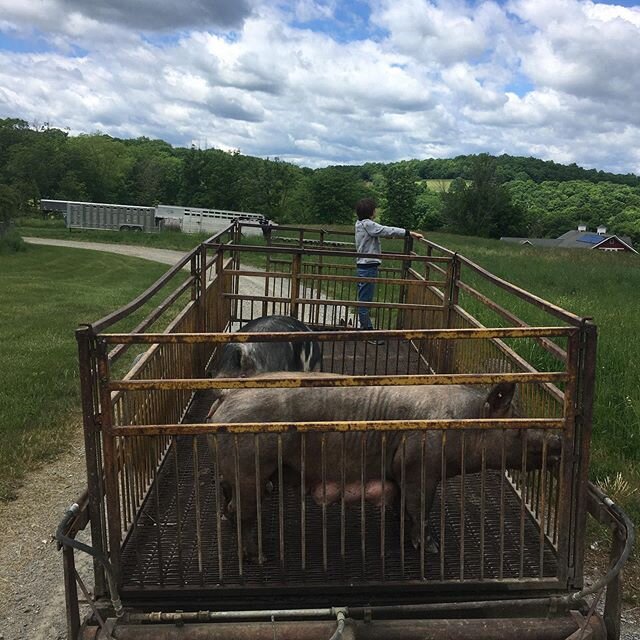 Our young sows (and my son) heading back out to pasture after doing a great job raising their babies.
After 8 weeks of raising their babies our sows return to pasture and will spend time with other sows and a boar. 
#sugarhillfarmny