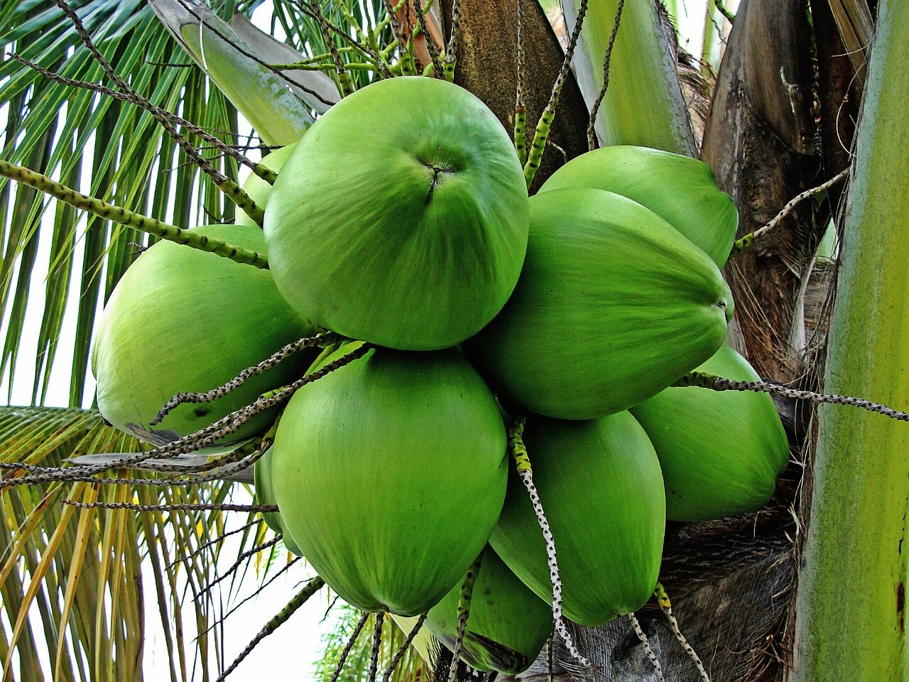 coconut-tree-1089191_1280.jpg