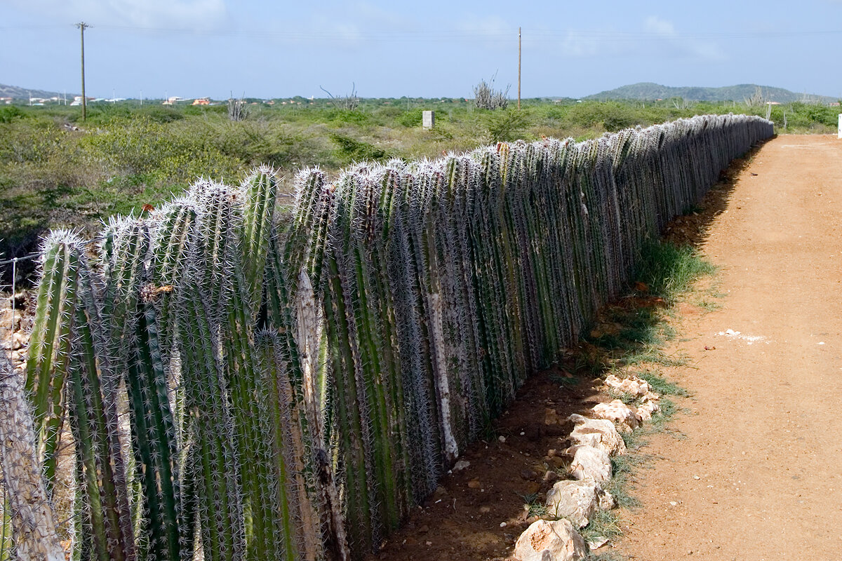 Cactus-Fence.jpg
