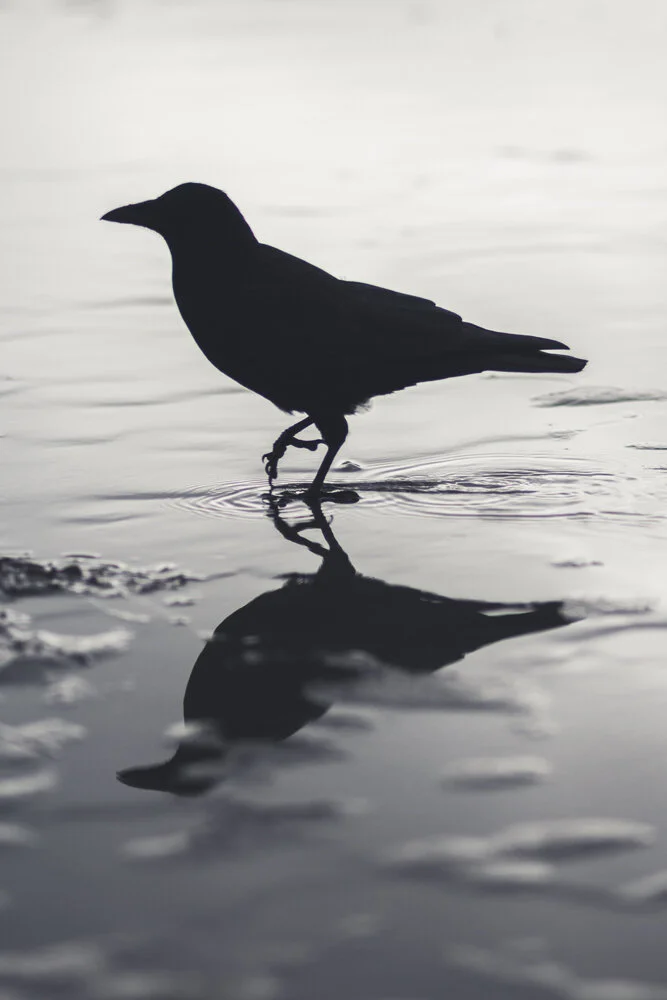 Trevor Wide Crow, 2020 It's not just the people of this city, bit it's all living things. A symbol seen in many of our Vancouver streets, from when it became a city to today. A timeless reminder of what resides in this beautiful city.