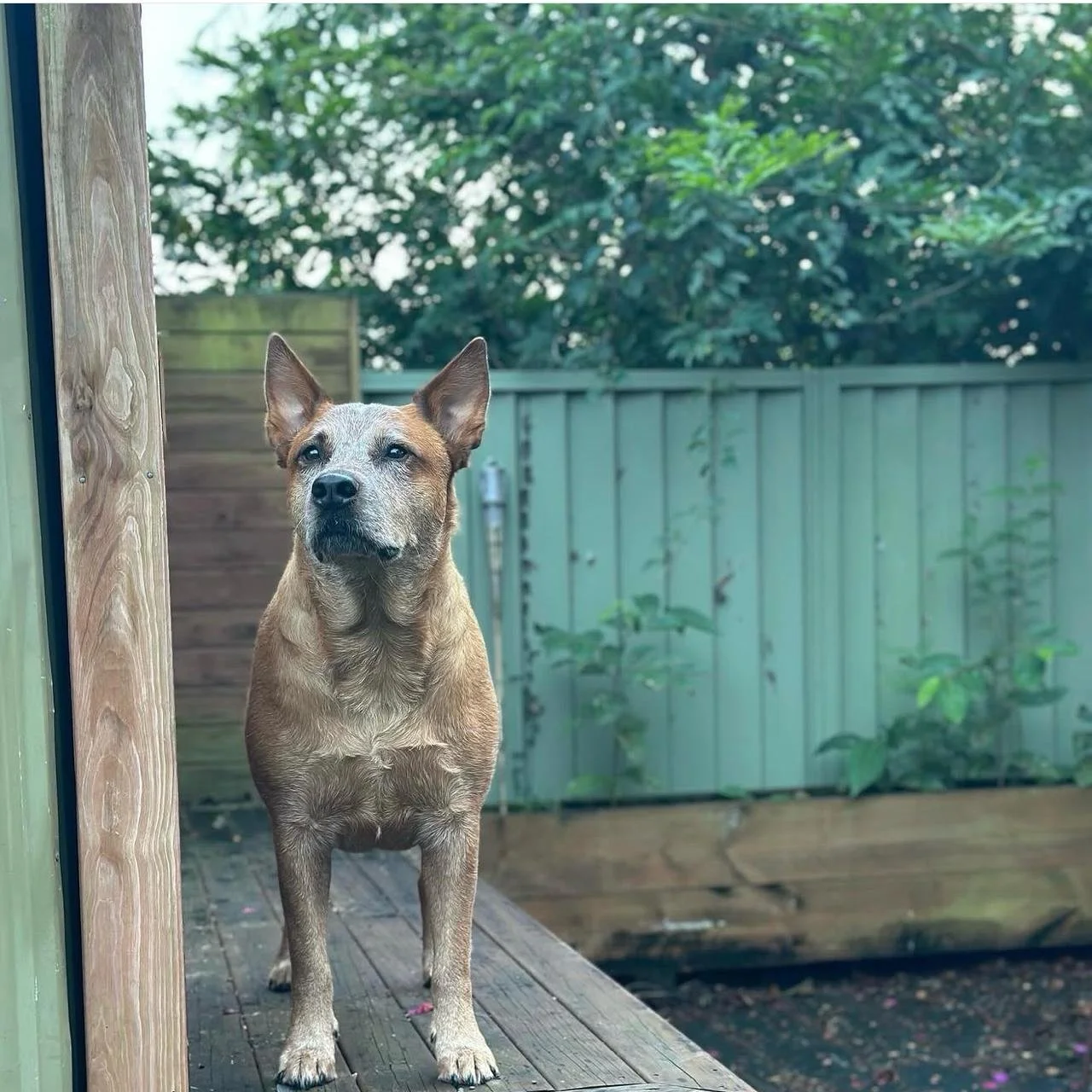 Reactivity Starter Plan -Understanding Dog Reactivity