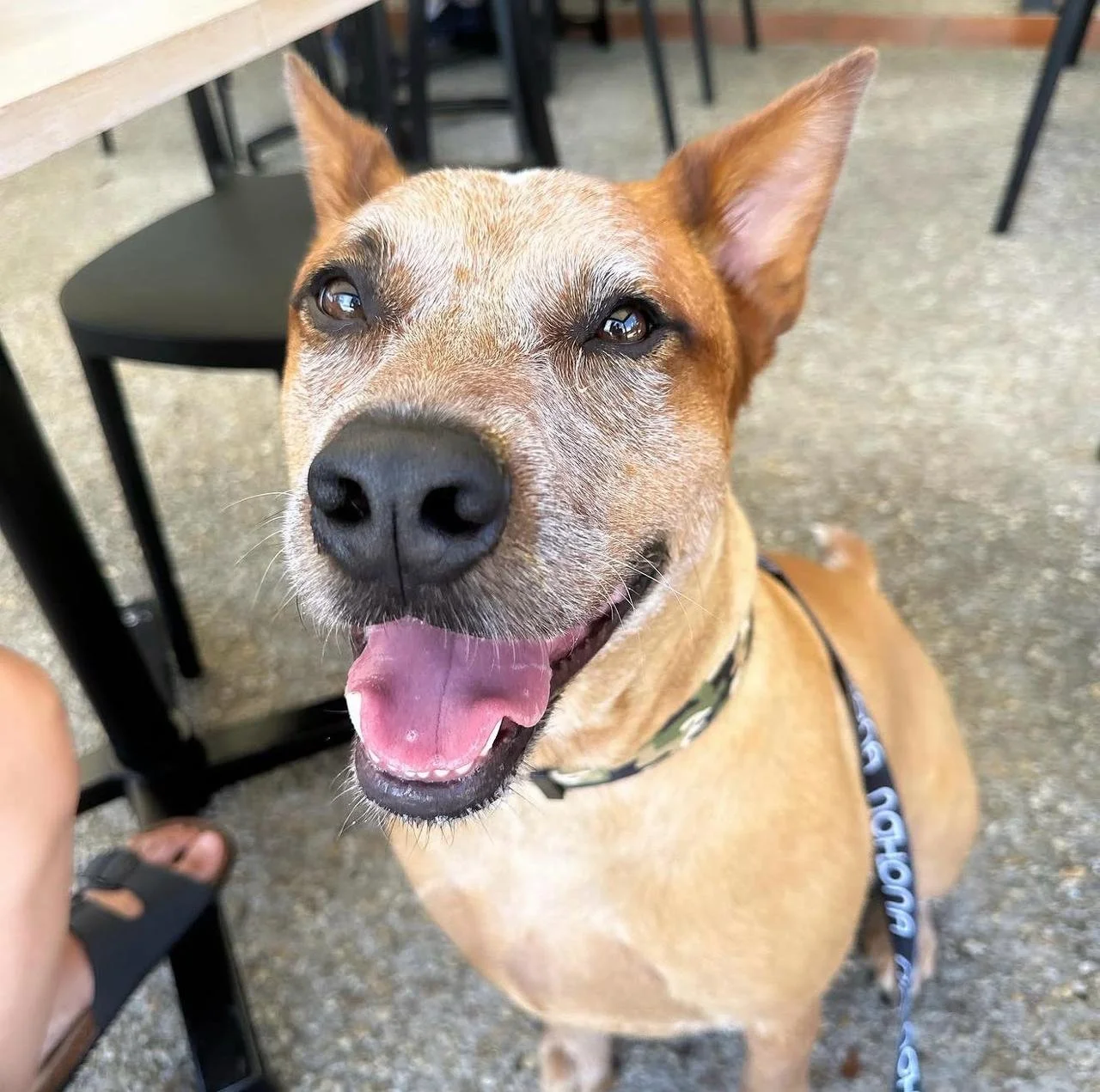 Helping Your Dog Sit Calmly In Public