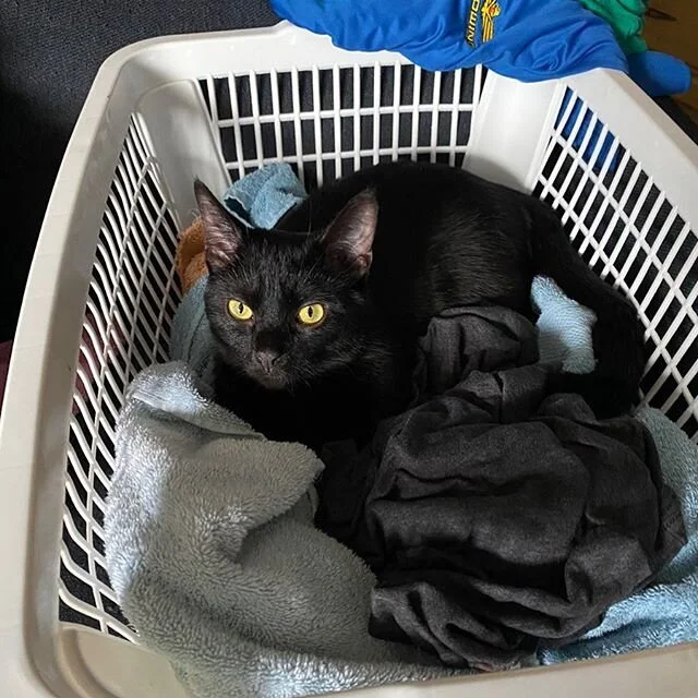 Someone makes doing laundry very difficult #blackcats #catsofinstgram