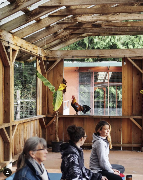 I tried barn yoga in Tofino with goats and chickens right next to the barn. In the rain. In a botanical garden. This is what I learned: