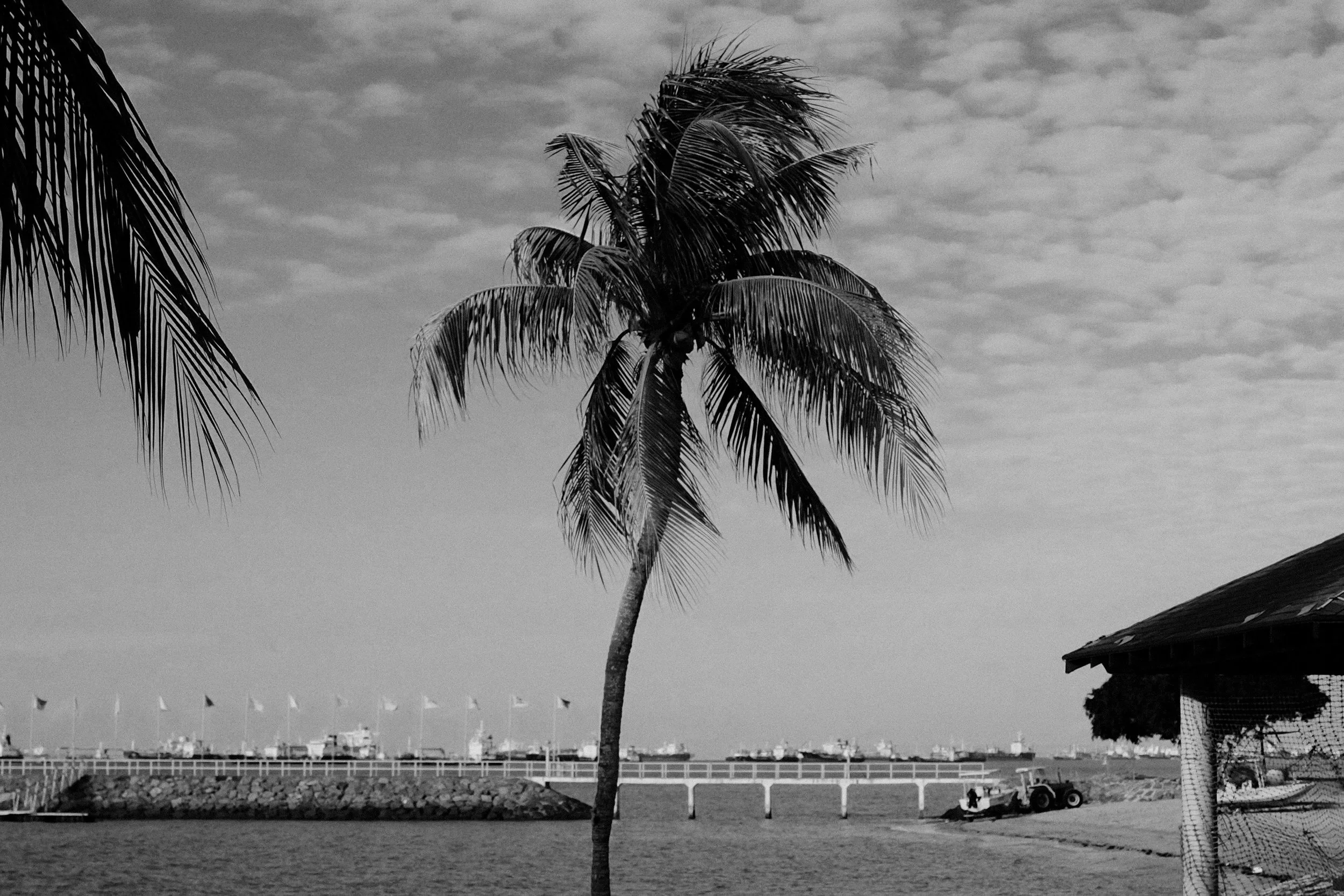 Black and white photo of a palm tree with a long dock and multiple ships in the far background