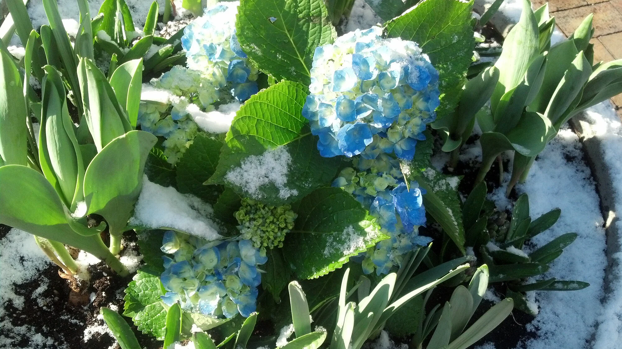 Spring_Snow_20162000x1125.jpg