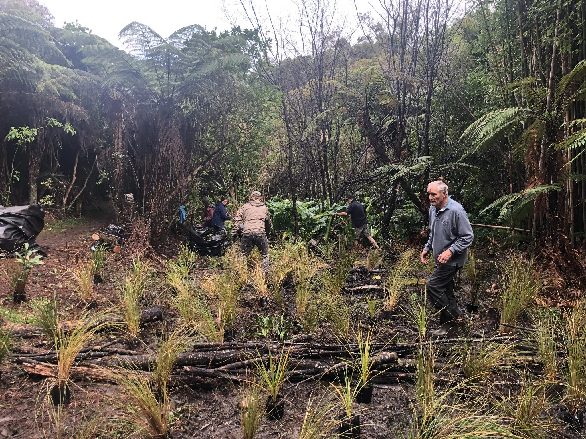 Plantingday wetland June 2019.JPEG