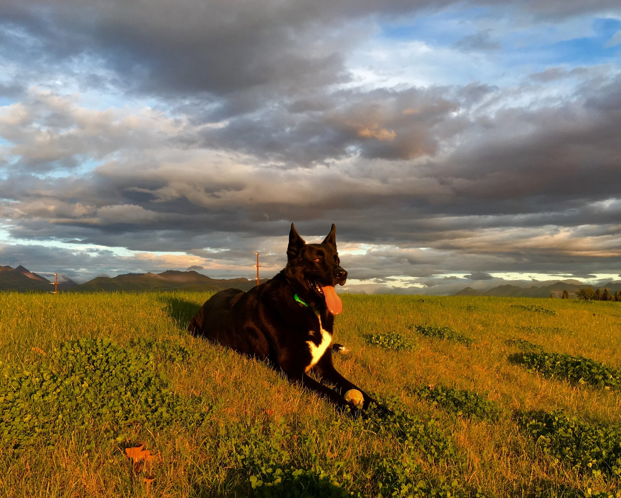 JackDog, BossMan. Forever in our hearts. 3/12/11 — 2/15/24 