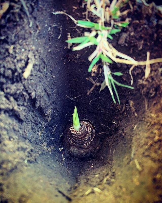 Planting bulbs today through the lawn today. Let&rsquo;s hope these beauties flourish in spring. 🌷🌷🌷