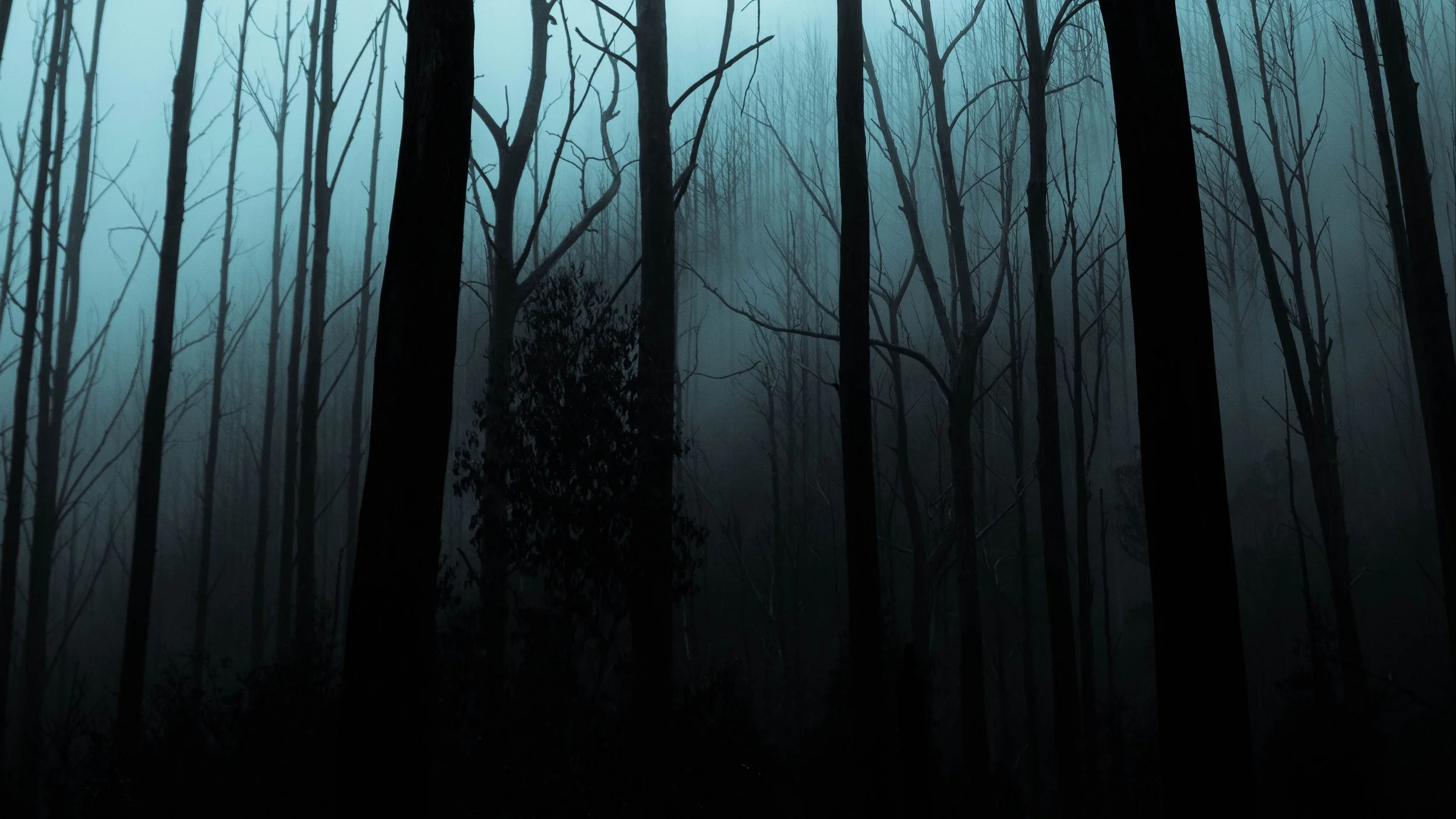 forest_fog_trees_127289_3840x2160.jpg
