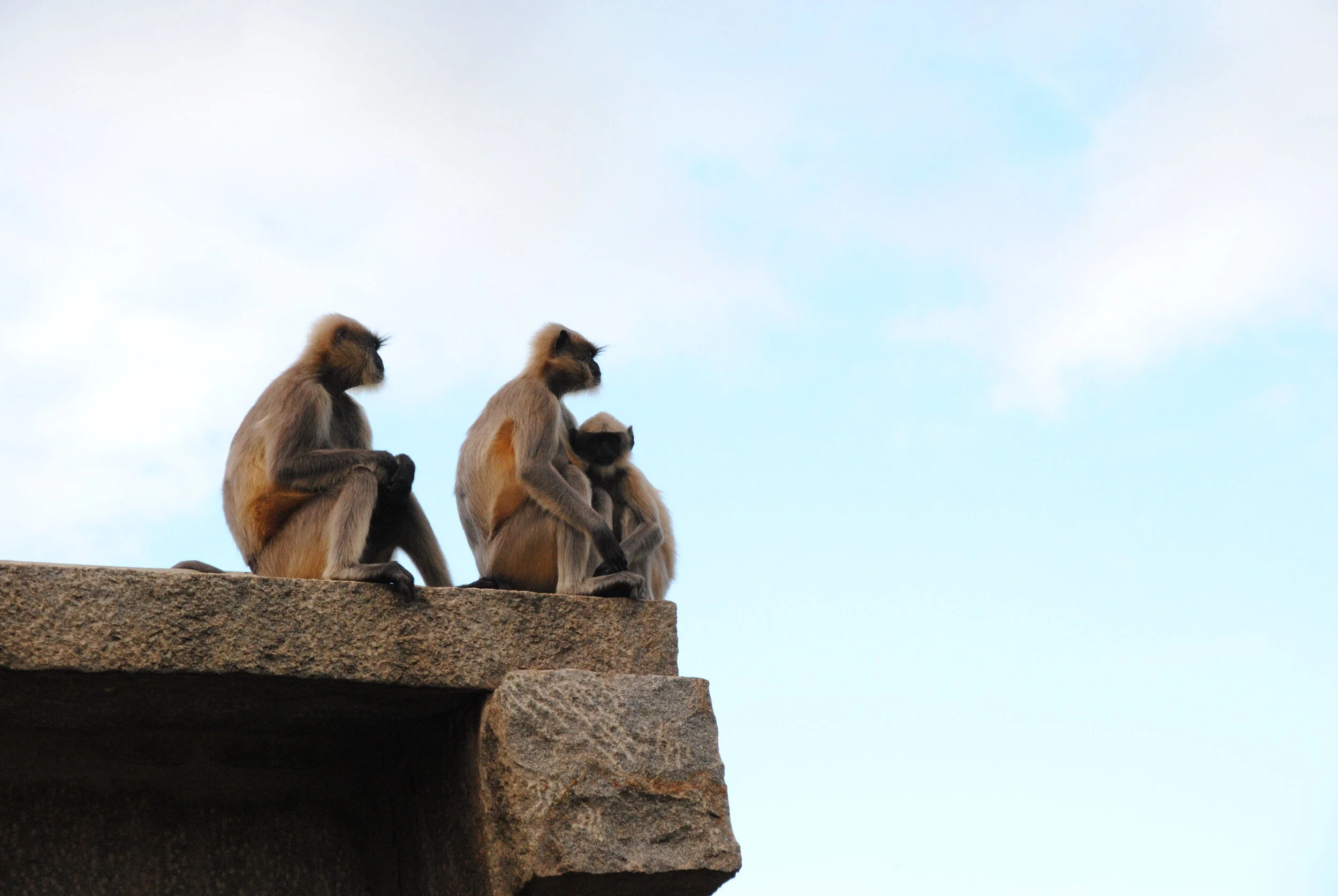 201107_Inde_singes.JPG