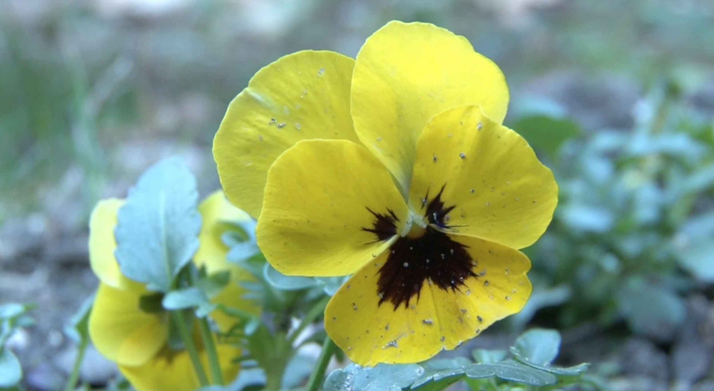 2016_Falret Fleur.png