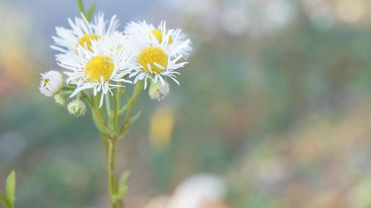 flowers-4635454_1280.jpg