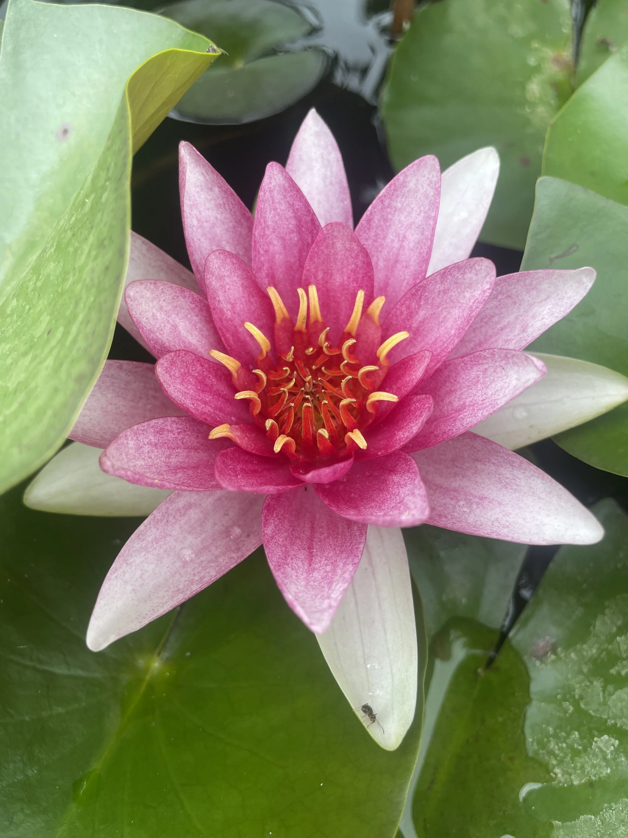 "Summer Glow" July 10 - 12, 2026