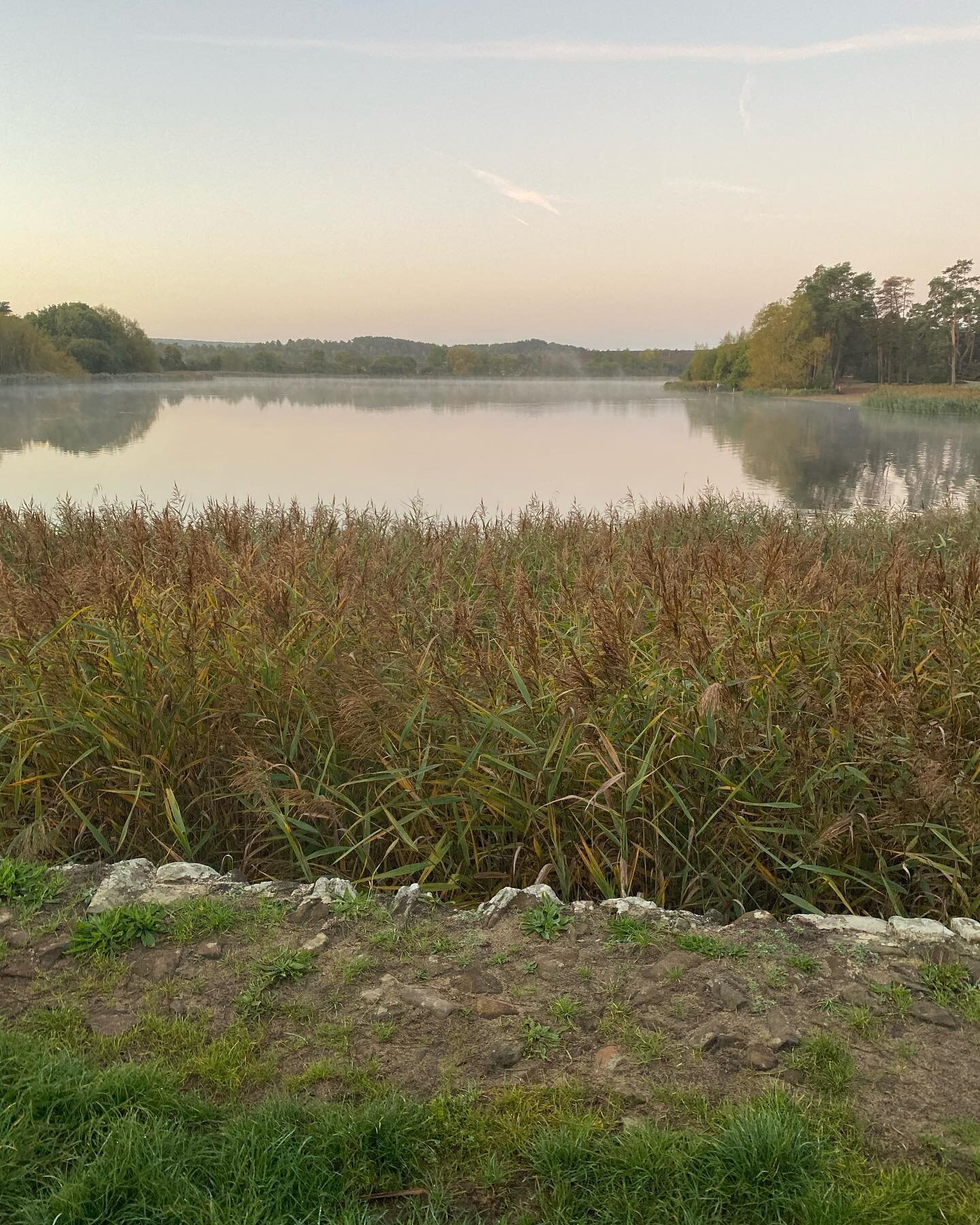 Nice dog walk around #frenshamlittlepond early this morning with @springersdorisandmabel