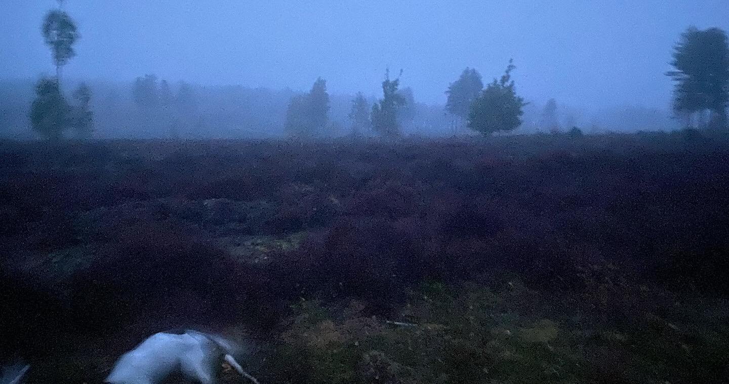 Dog walk in the #upsidedown this morning!
Finally given into peer pressure and watching #strangerthings 
Quite like it too!

#springerspaniel #springerspanielsofinstagram #bournewoods #farnham