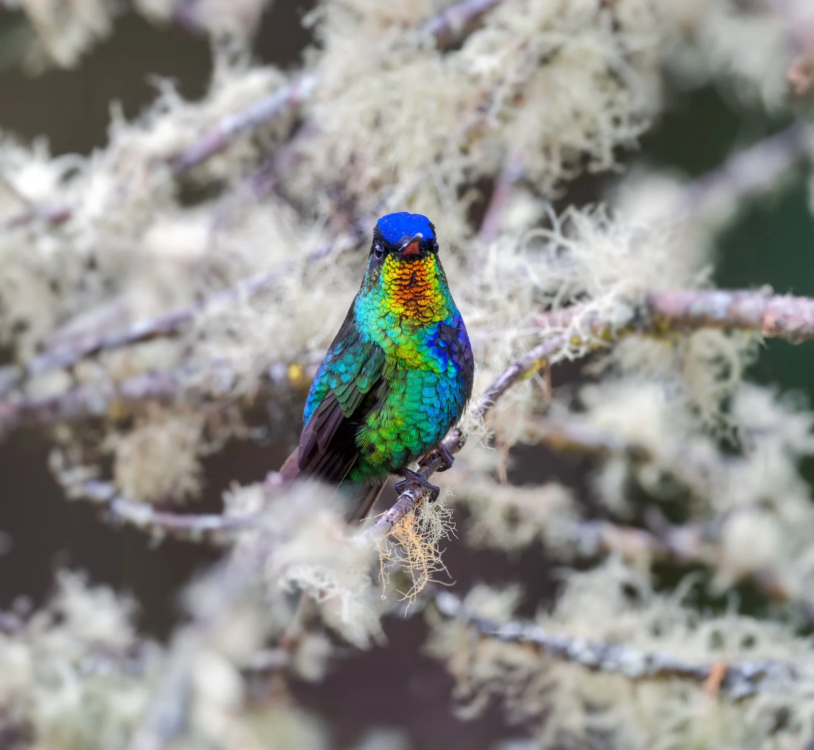 Colibrí Garganta de Fuego sin firma.jpg