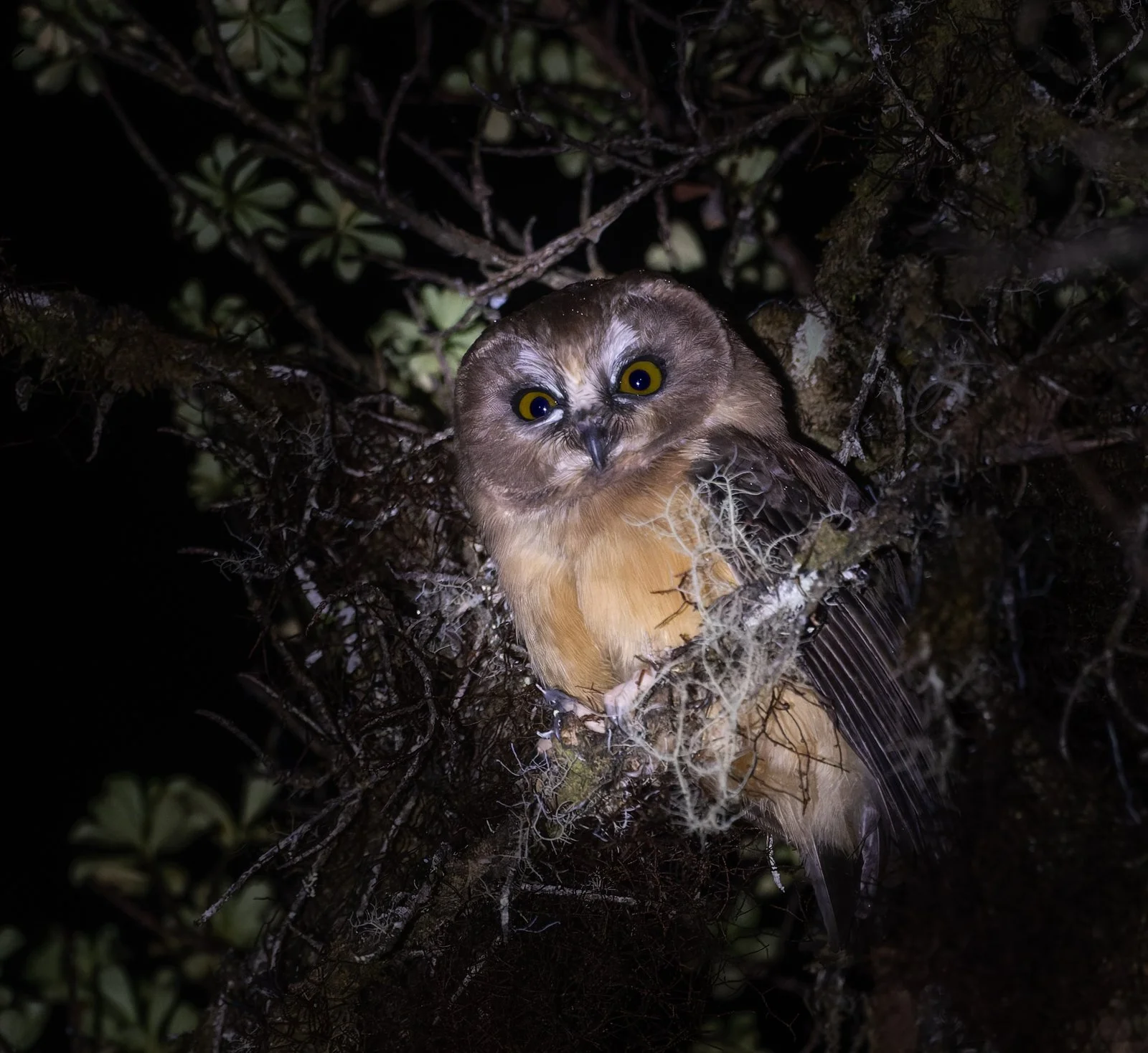 Lechucita de Alfaro sin firma.jpg