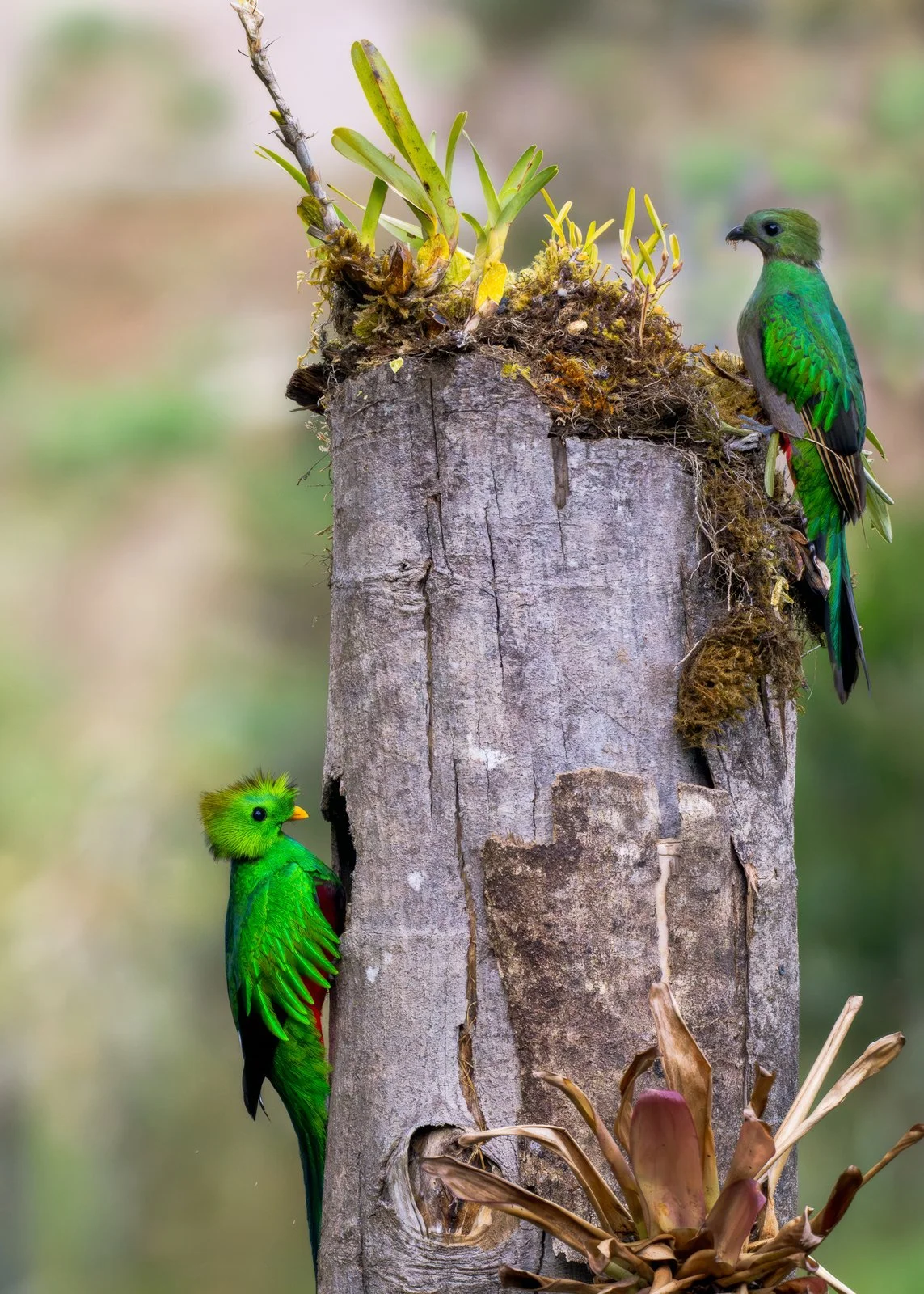 Pareja de Quetzales sin firma.jpg