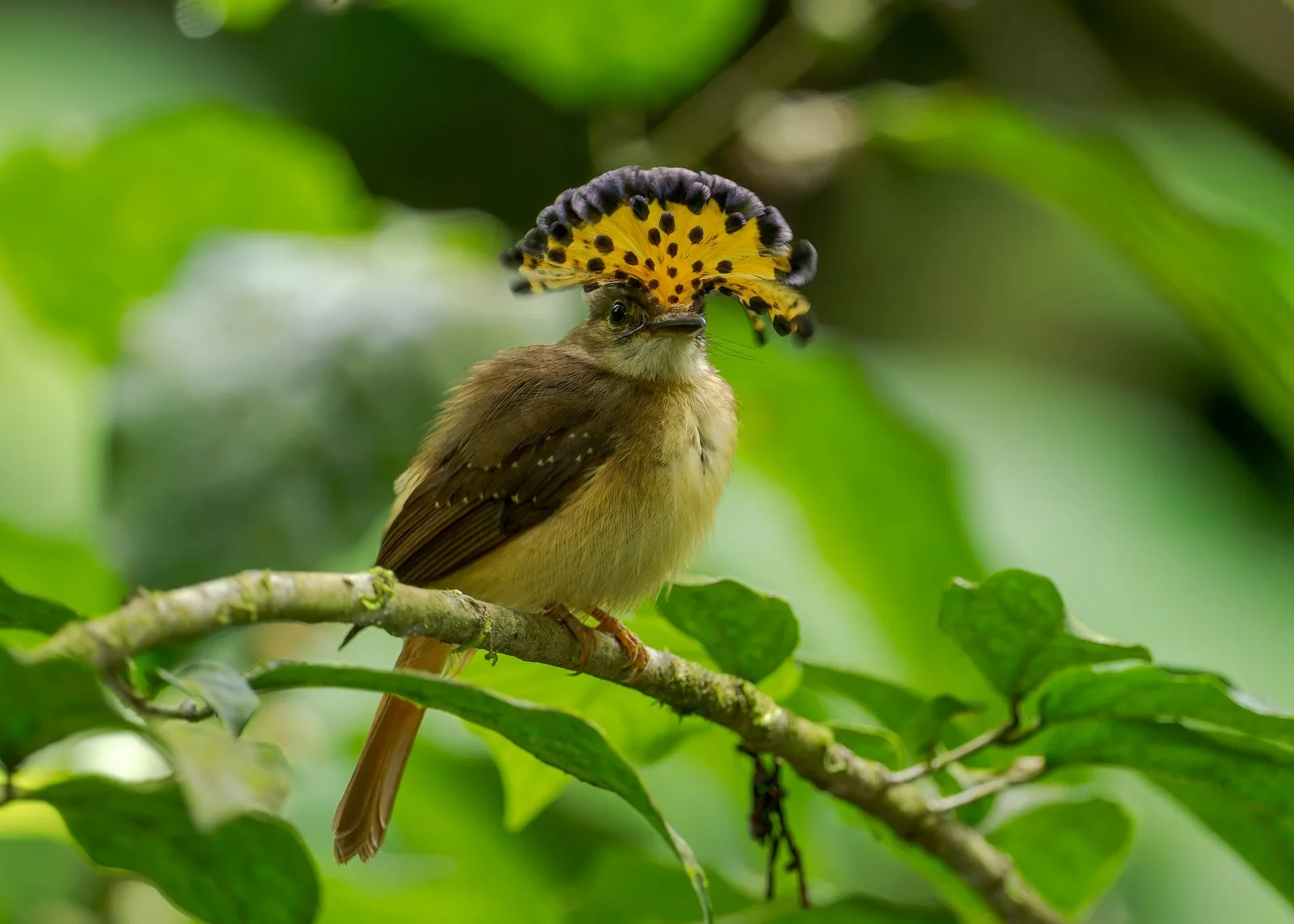 Royal Flycatcher hembra sin firma.jpg
