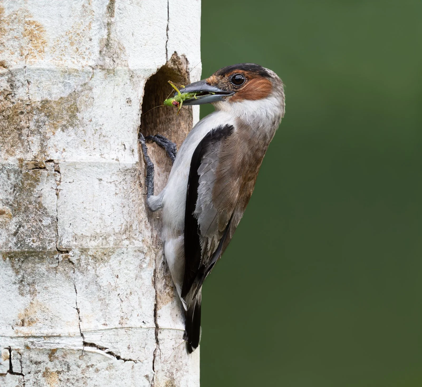 Tityra Cabecirroja sin firma.jpg