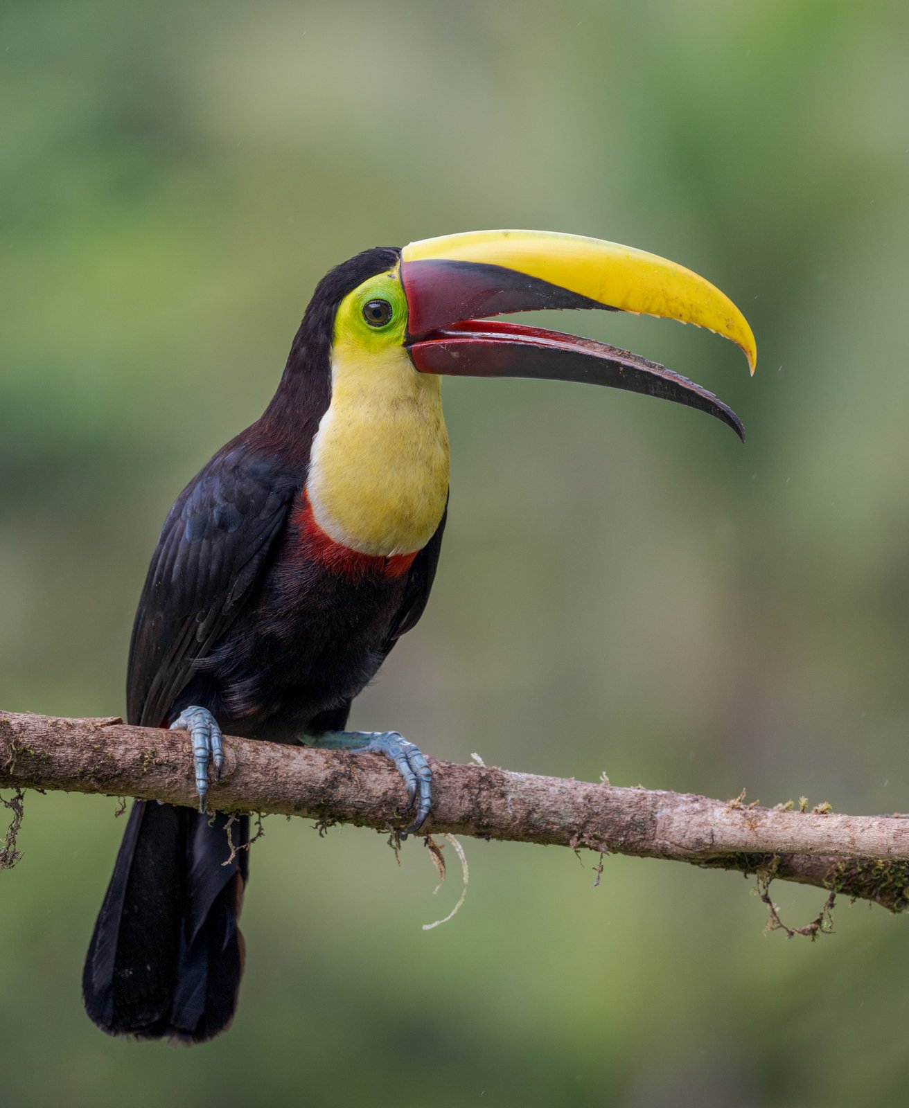 Tucán Pico Castaño sin firma.jpg