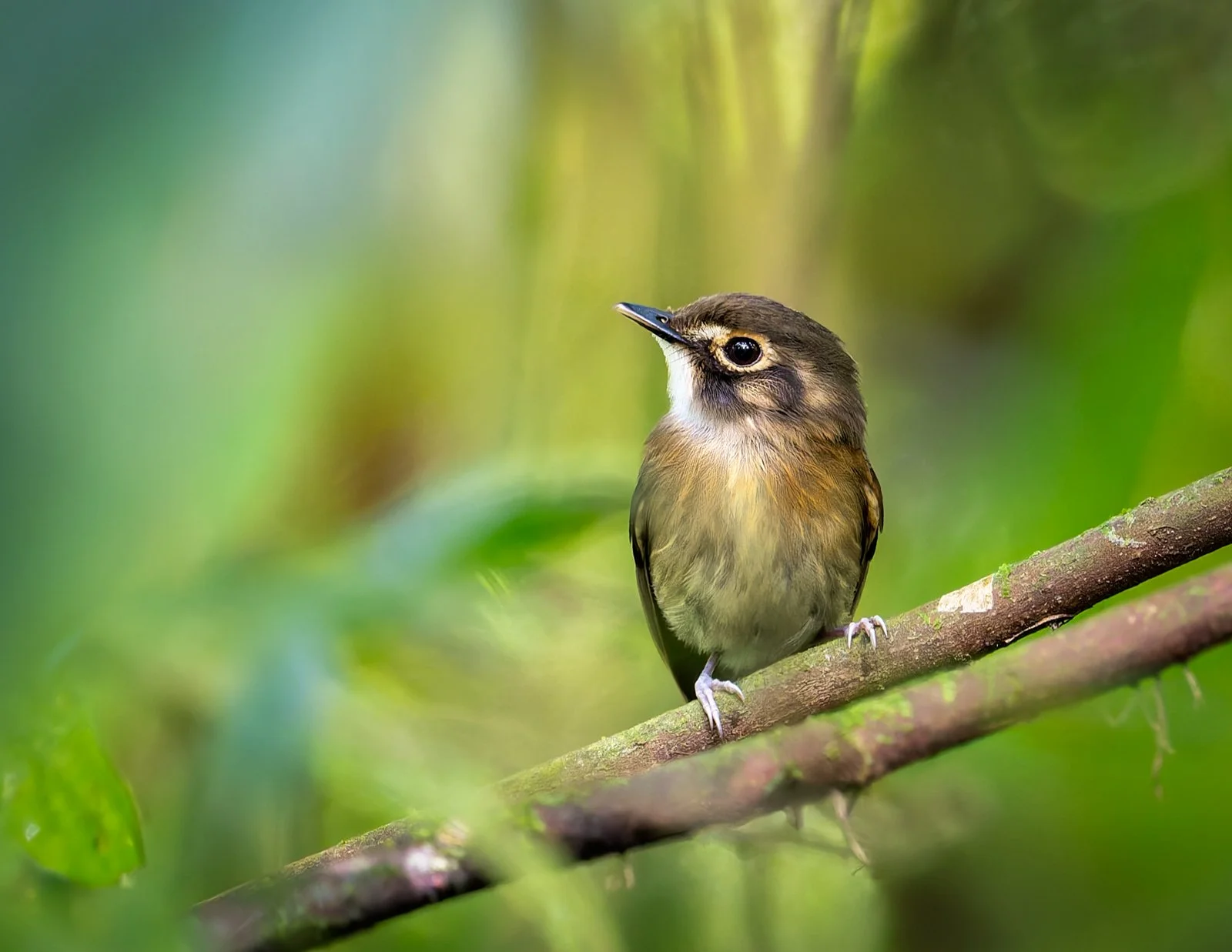 Colonia del Socorro sin firma.jpg
