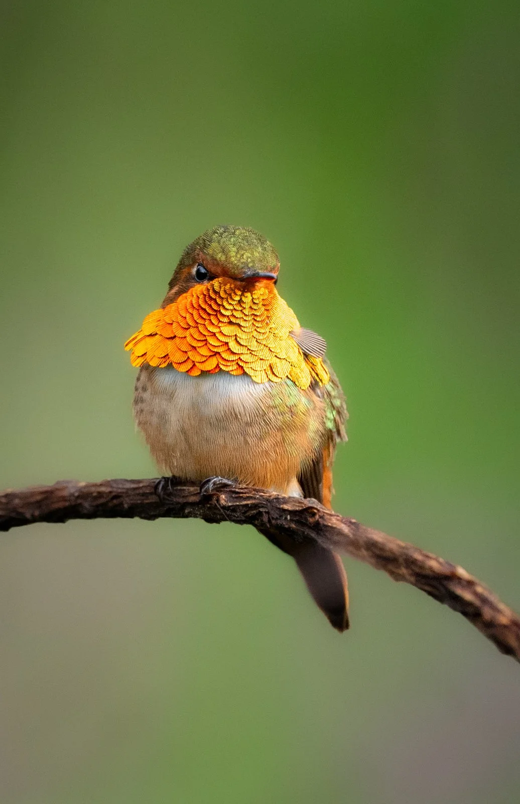 Estrellita Gorginaranja sin firma.jpg