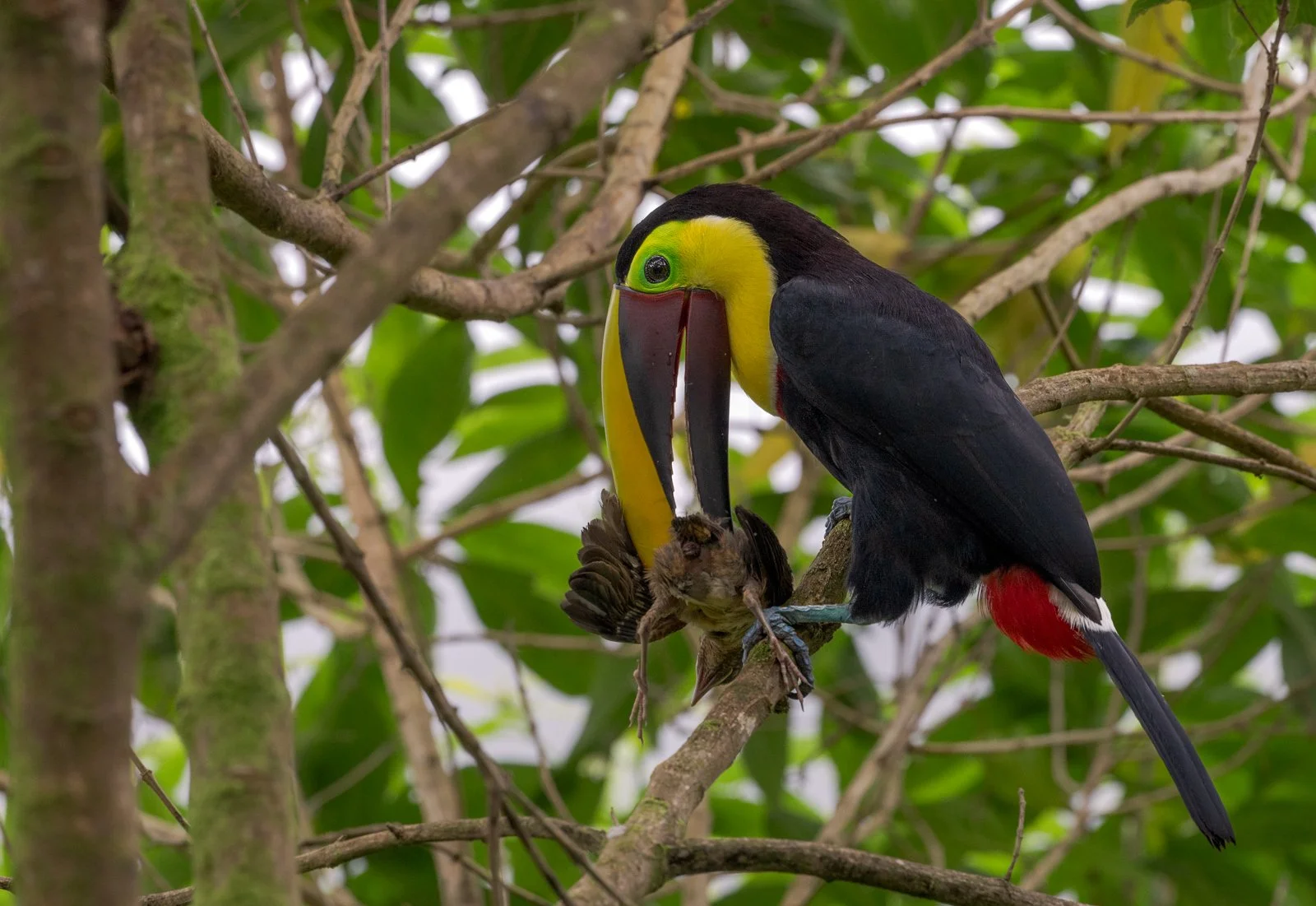 Tucán Pico Castaño sin firma-2.jpg