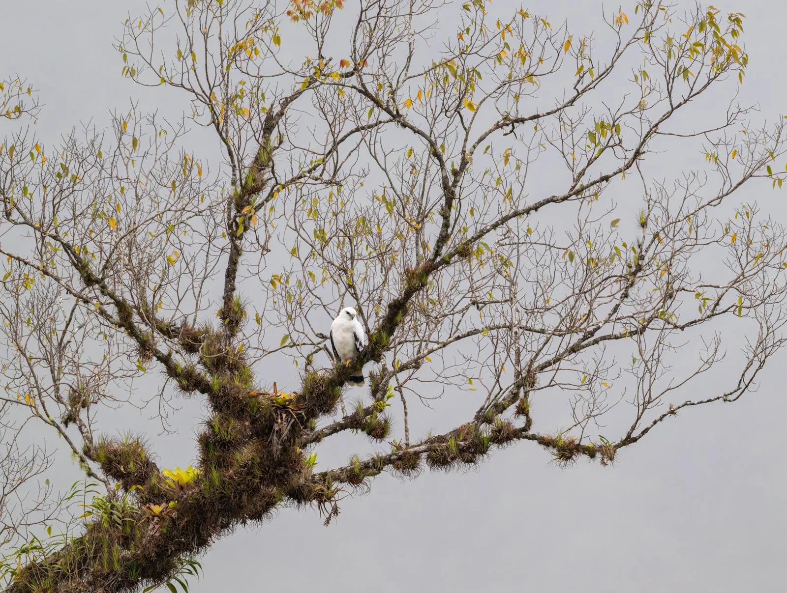 Gavilán Blanco sin firma.jpg