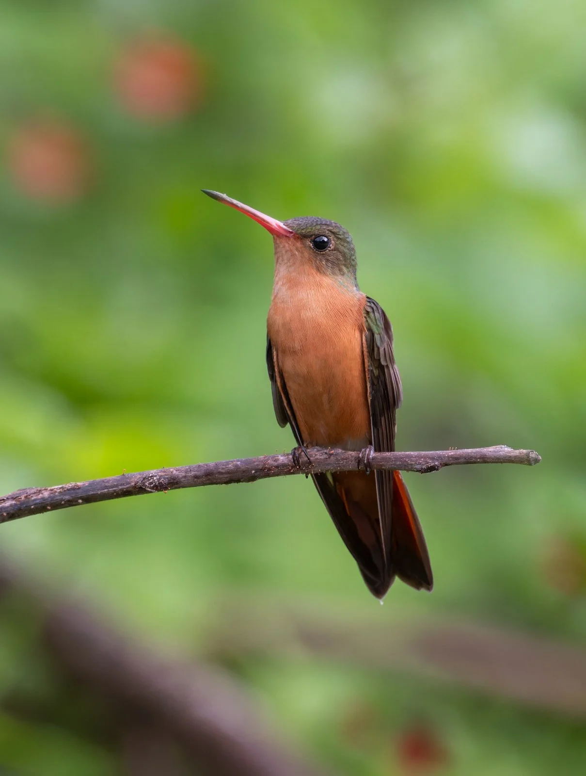 Colibrí Canelo sin firma-2.jpg