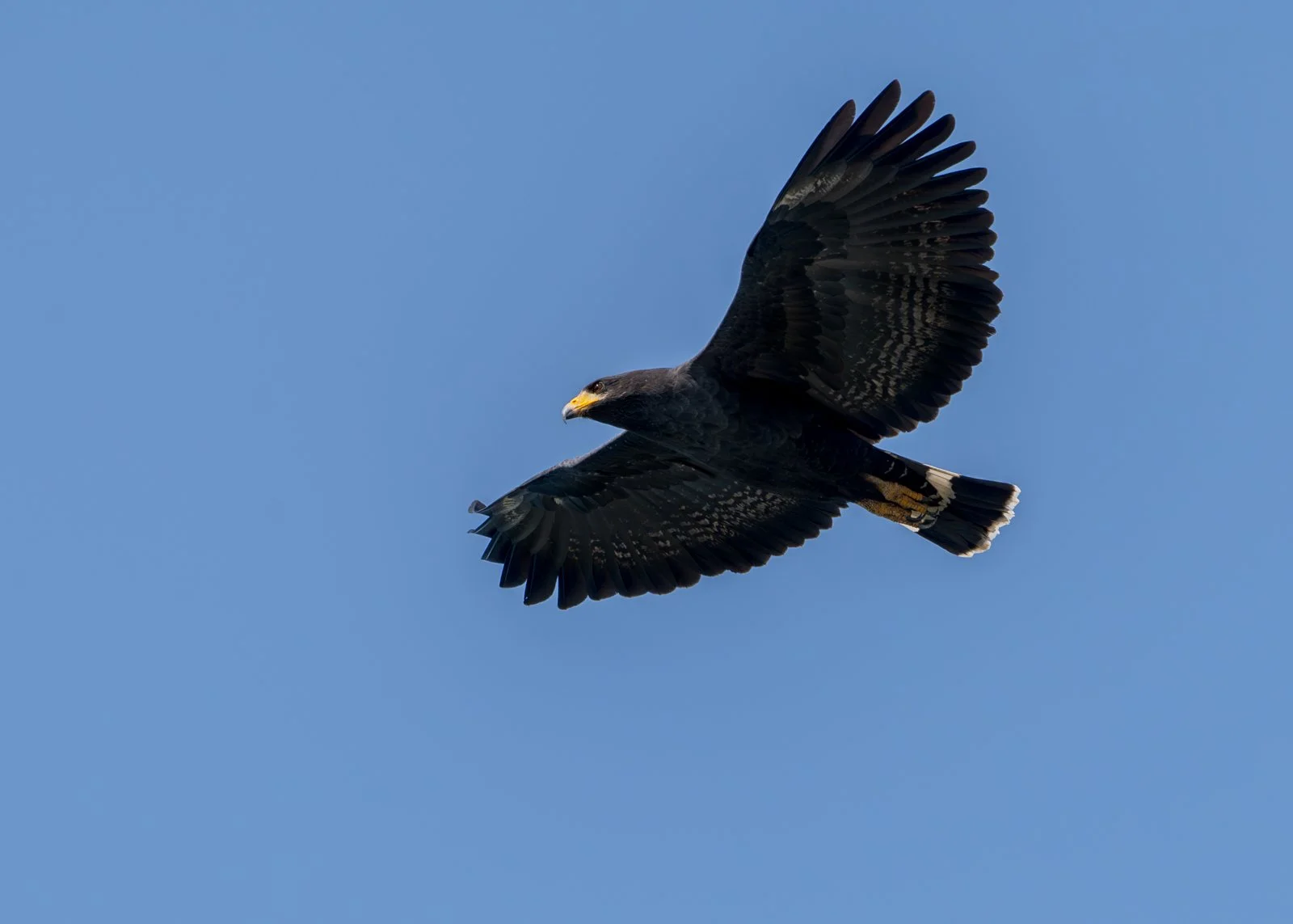 Gavilán Mayor sin firma.jpg