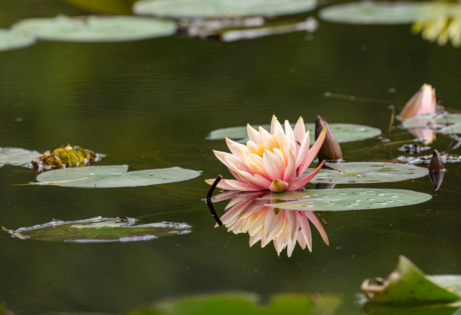 Jardín Botánico Bogotá sin firma-2.jpg