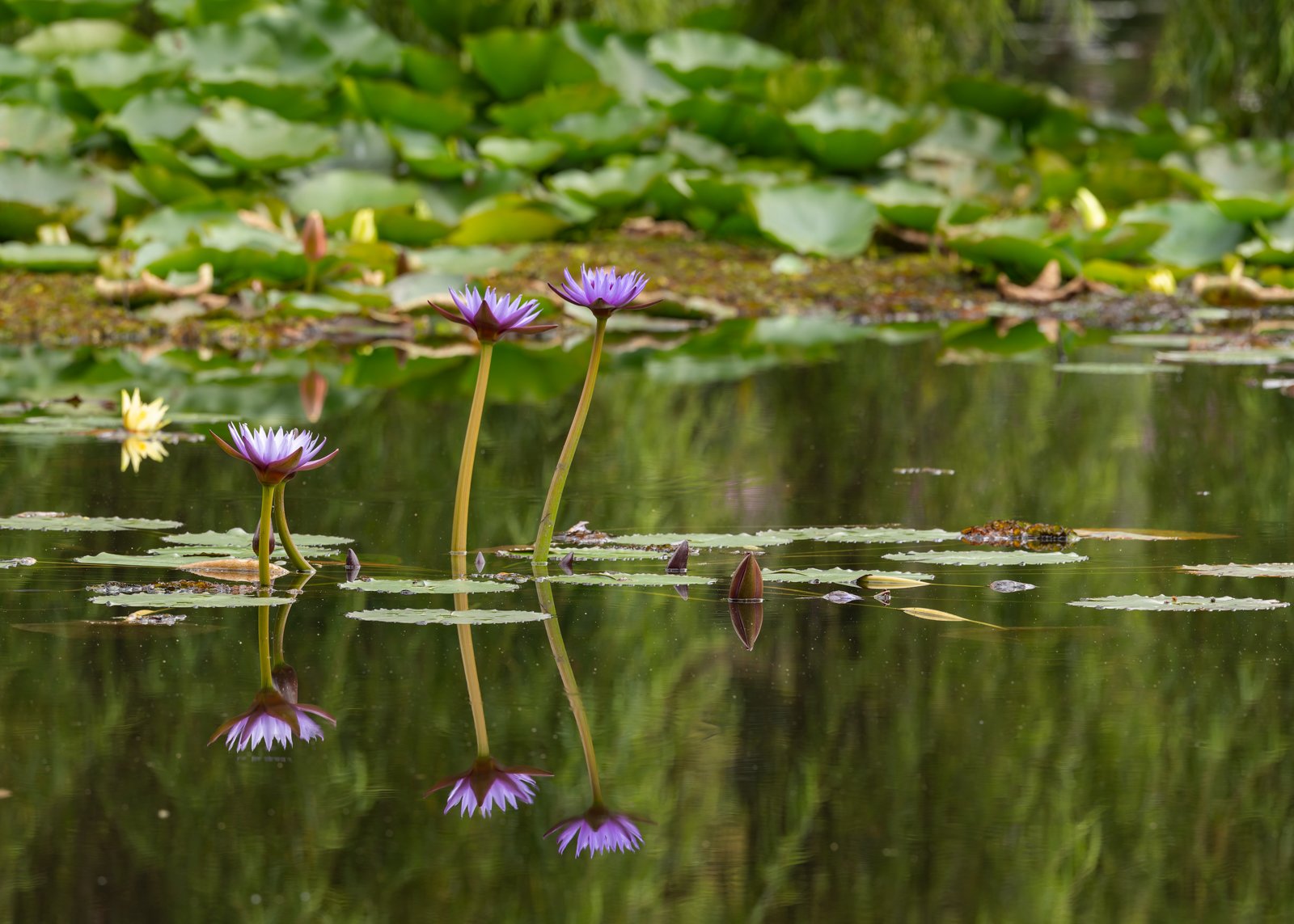 Jardín Botánico Bogotá sin firma.jpg