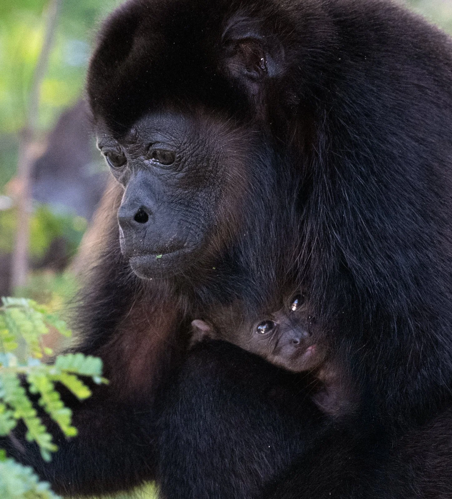 Mono congo  sin firma.jpg