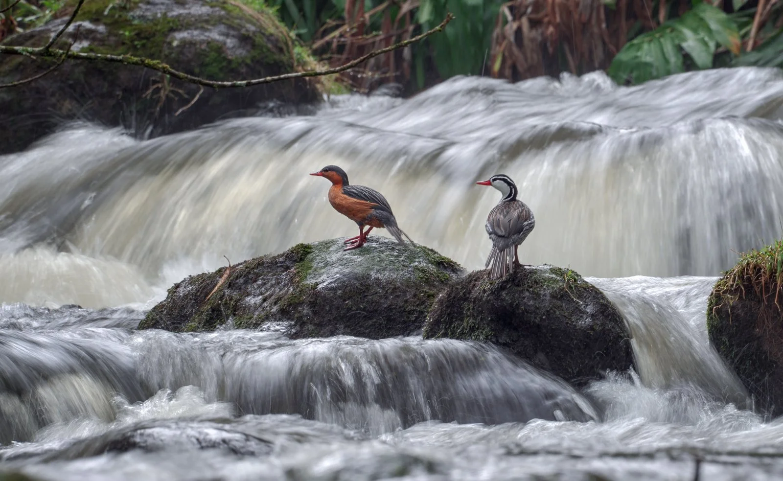Patos de Torrente Otún sin firma-2.jpg
