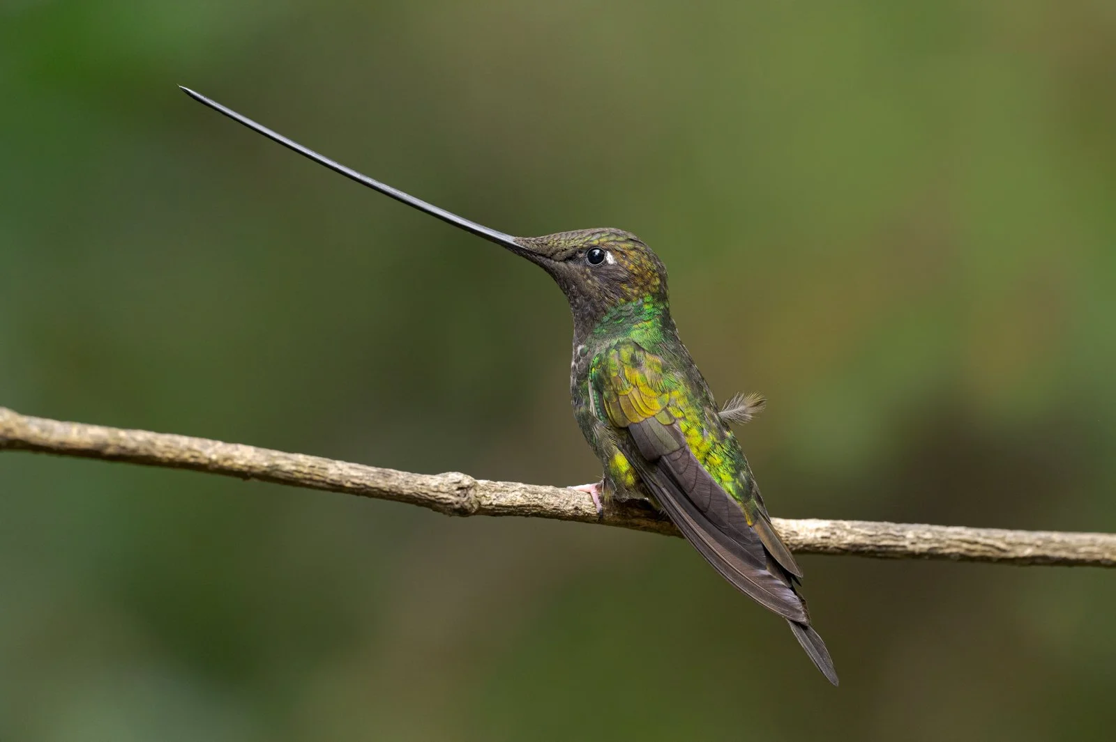 Pico Espada Monserrate  sin firma.jpg