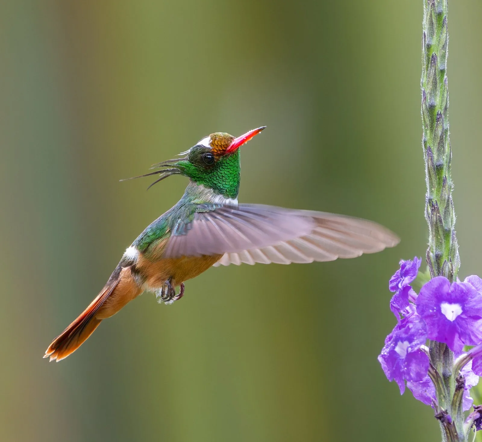 Coqueta Crestiblanca sin firma-2.jpg