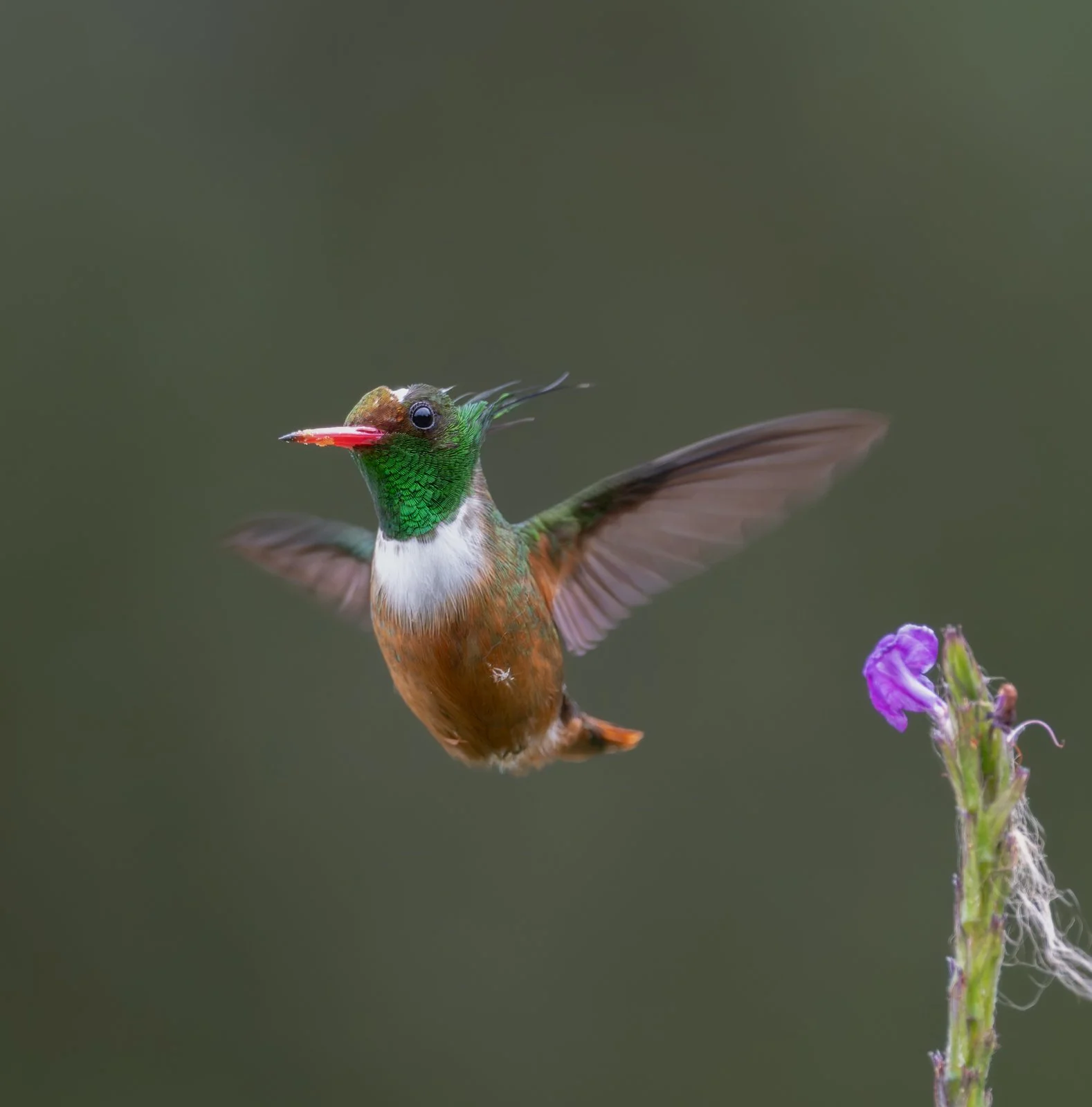 Coqueta Crestiblanca sin firma-5.jpg