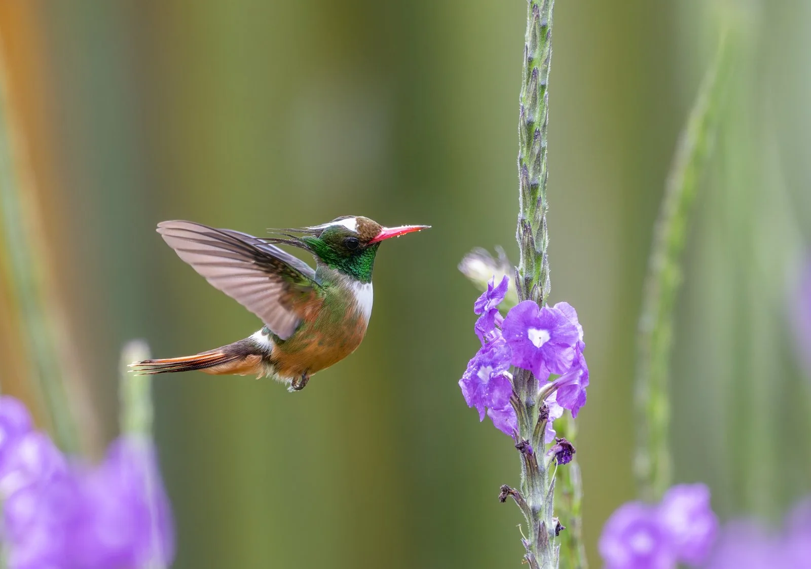 Coqueta Crestiblanca sin firma.jpg