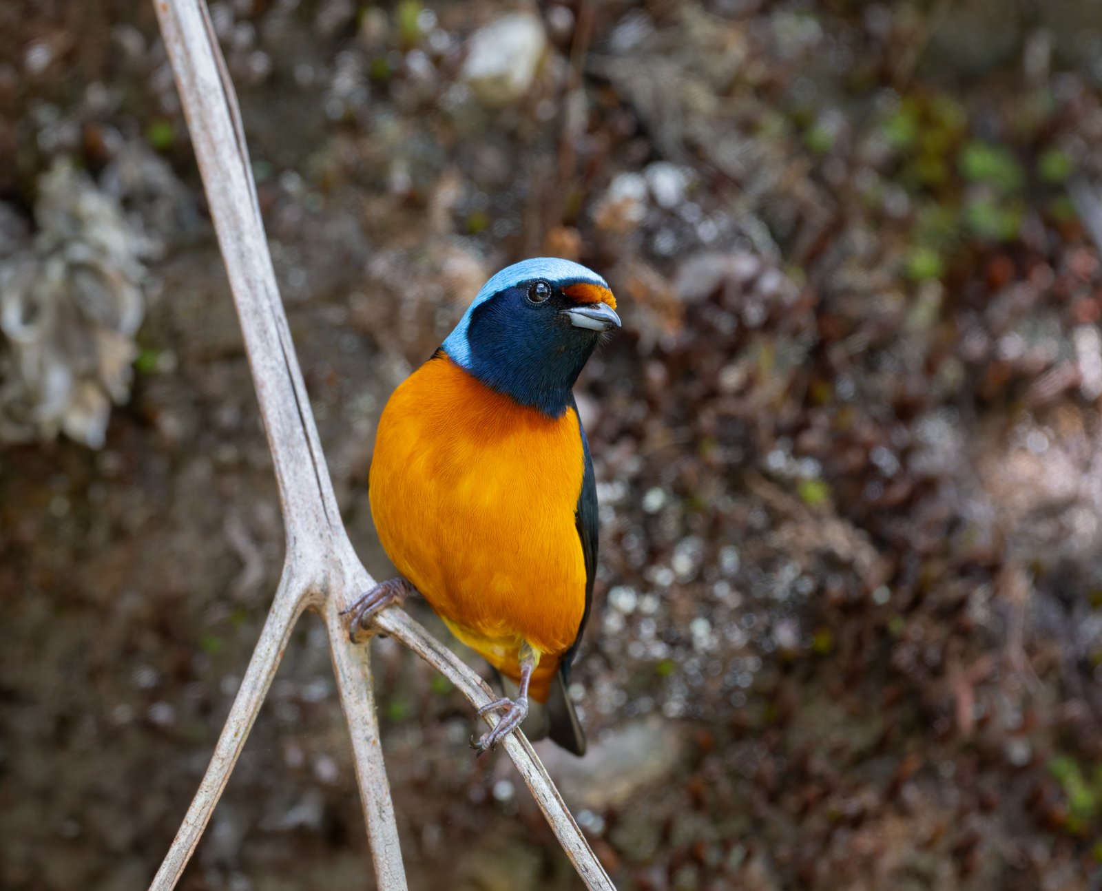 Eufonia Elegante sin firma-2.jpg