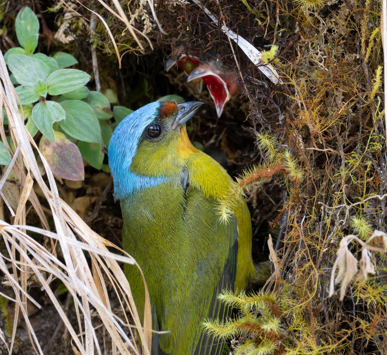 Eufonia Elegante sin firma-3.jpg